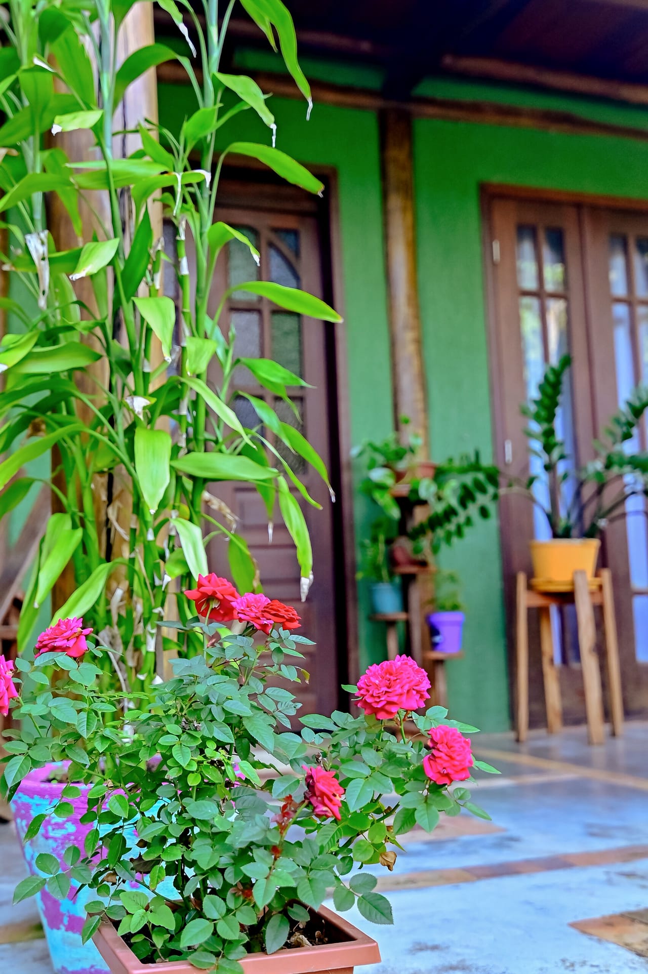 Flores e plantas em frente às janelas de madeira